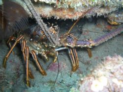 Spiny Lobster. West Palm Beach, Florida. by Mark Hoevenaars 